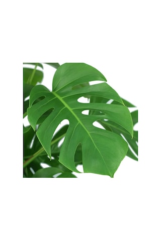 Monstera Deliciosa - Deve Tabanı - Ev Ofis Salon Iç Mekan Bitkisi - 60 Cm