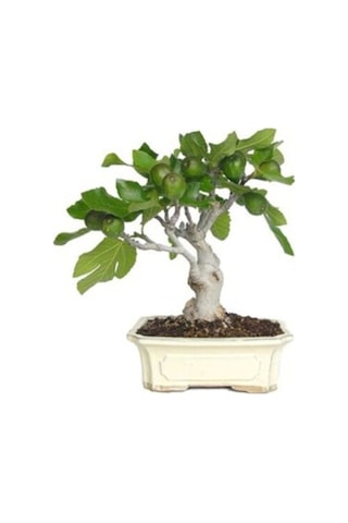 Bonsai Yeşil Incir Ağacı Tohumu 5 Adet Tohum
