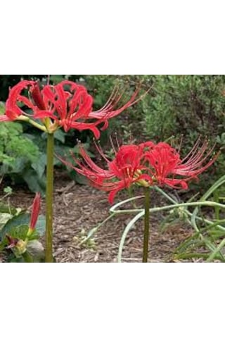 5 Adet Tohum Nadir Kırmızı Örümcek Zambağı Çiçeği Tohumu Saksı To