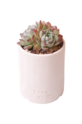 Echeveria Elegan Hybrid - Sukulent Haangarden