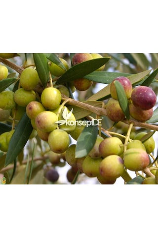 Arbequina Bodur Zeytin Fidanı