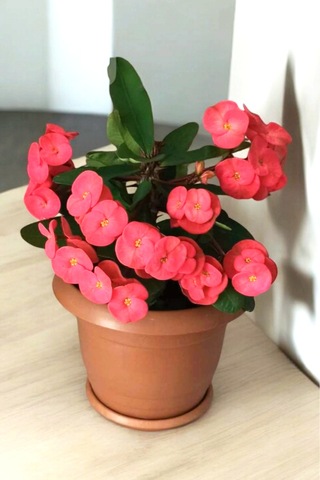 İç Mekan Bitkisi Ev Ve Balkonda Bakılır Cins Pembe Euphorbia Taç Çiçeği Minik 16.17cm