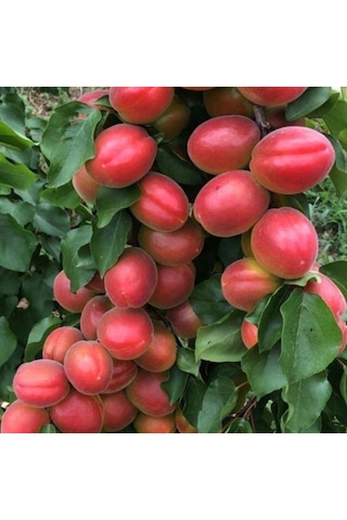 Kayısı Perfect Red 180-220 Cm Tüplü