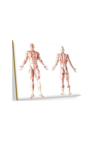 Cakasepetim İnsan Kas Anatomisi Ahşap Mdf Tablo
