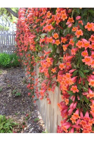 Hızlı Büyüyen Acem Borusu Fidanı 1 Yaşında Tüplü