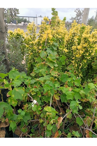 Yeşil Deniz Fidancılık Sultaniye/beyaz Üzüm Fidanı 50-100 Cm