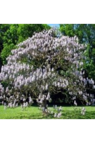 Tüplü Hızlı Büyüyen Beyaz Paulownia Fidanı