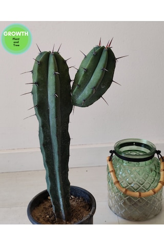 Blue Myrtillocactus 1 Adet