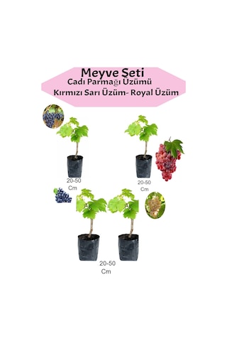 Avantajlı 4'lü Üzüm Seti Cadı Parmağı+kımrızı+sarı+ Royal Üzüm Fidanı