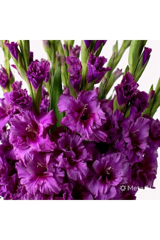 4 Adet Mor Glayöl Swan Gladiolus Çiçeği Soğanı
