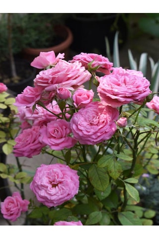 Videolu Kırmızı Ve Pembe Gül Fidanı 2 Adet Yediveren Saksılı 20-40 Cm Pink And Red Rose Sapling