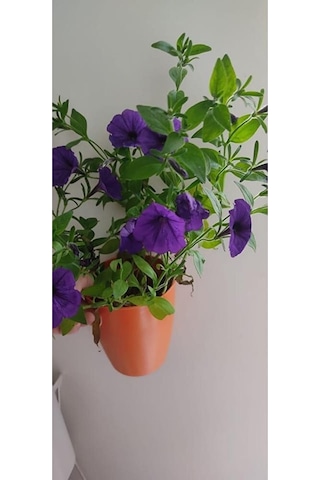 Petunya Fidesi 30-45cm Dikime Hazir Dolgun Form