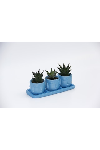 Trio Mavi Adler Sukulent Seti - Haworthia Limifolia. Pumila