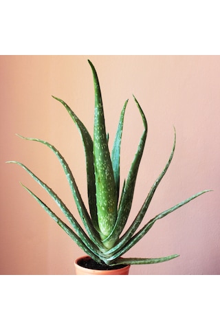 Saksıda Aloe Vera Fidanı