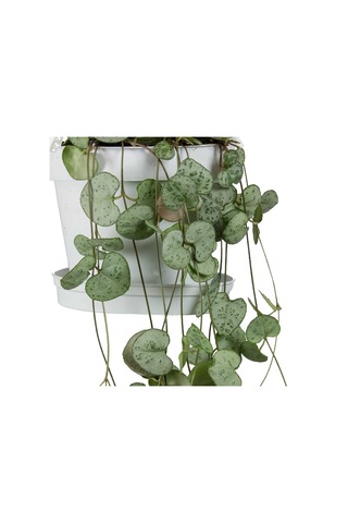 Kalp Kalbe Karşı Çiçeği – Ceropegia Woodii