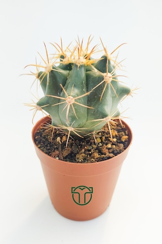 Ferocactus Horridus Kaktüs - 5.5 Cm Saksıda