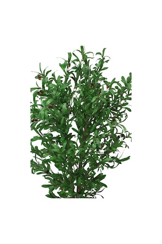 Yapay Çiçek Deposu Saksıda Yapay Zeytin Ağacı Büyük Boy 200 Cm