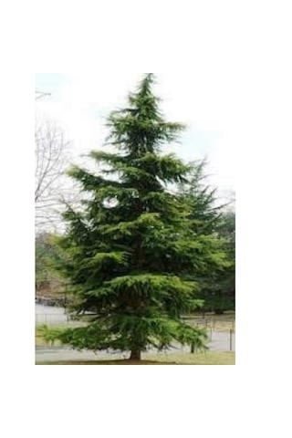 Toros Sedir Fidanı 30-50 Cm Boyunda, Dayanıklı Çam Ağacı