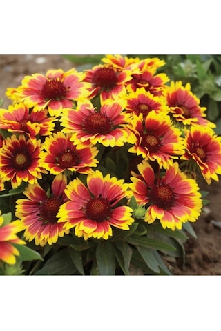 Ayyıldız Çiçeği Tohumu Ay Yıldız Çiçek Tohumu Yetiştirme Kiti