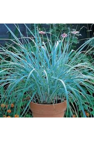 Leymus Arenarius Blue Kum Ve Deniz Otu Fidanı 1-2 Yaş Arası