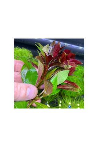 Ludwigia Repens Gül 5 Dal Canlı Akvaryum Bitkisi - Canlı Bitki