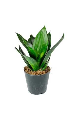 Yeşil Paşa Kılıcı – Sansevieria Hahnii 2 Adet