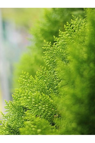 Videolu Mis Kokulu Limoni Salon Çamı 40-80 Cm Saksılı Dış Mekan Ağaçları Norfolk Island Pine