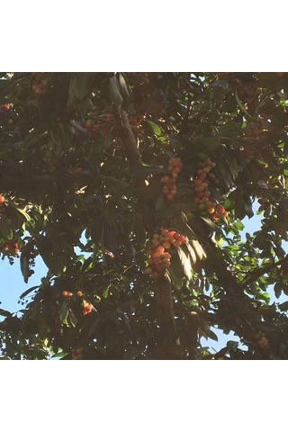 Güz Karayemişi , Özel Ürün 80 120 Cm Tüplüdür