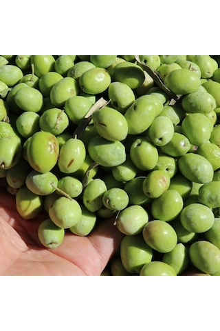 Tüplü Aşılı Özel Çeşit Çekişte Zeytin Fidanı