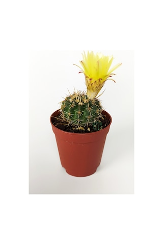 Notocactus Summammulasus Nadide Özel Tür Kaktüs Nadir Kaktüs 5.5