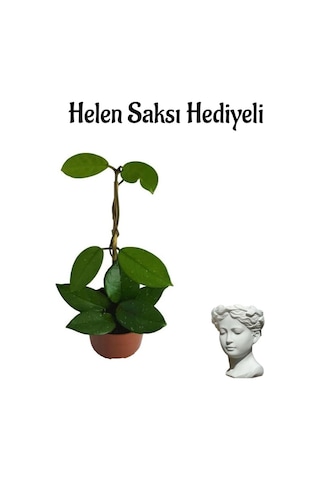 Anneler Gününe Özel Pembe Renk Mum-hoya Bitkisi Helen Saksı