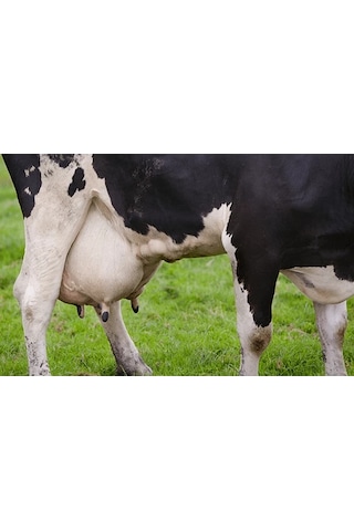 RyeGRass Süt Otu Tohumu Rye GRass ReyGRass 20 KG