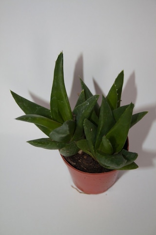 Haworthia Pentagona Sukulent Tekli 5,5 Cm Saksıda