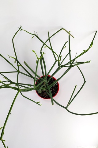 Euphorbia Tirucalli Kalem Kaktüs Özel Tür Nadide Kaktus Tekli