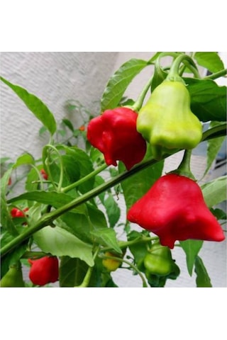 Süper Paket Acı Süs Gül Biberi Tohumu Gül Biber Tohumu 85 Adet Tohum + Sürpriz Hediye Tohum