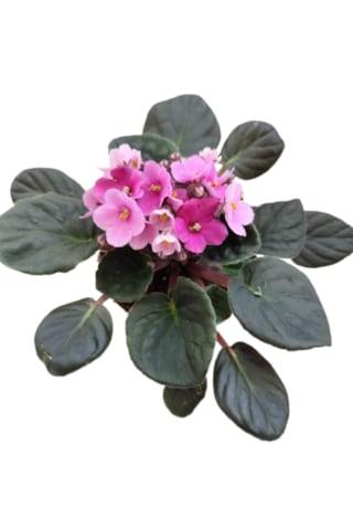 2 Adet İthal Menekşe Pembe Renk