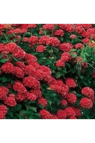 2 YAŞ SAKSIDA KIRMIZI ORTANCA ÇİÇEĞİ 50-70 CM