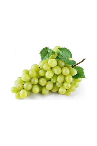 SULTANİYE ÜZÜM FİDANI TÜPLÜDÜR