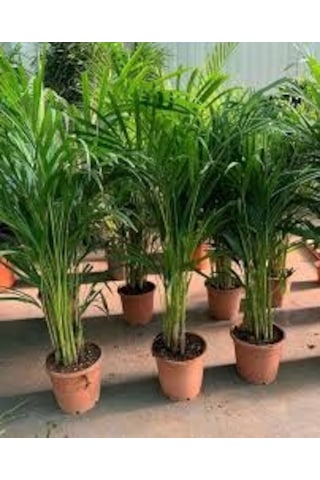 5 Adet Nadir Organik Saksılık Salon Palmiyesi Tohumu Yeni Hasat T
