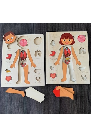 Willowhaven İnsan Vücudu Yapbozu - Çocuklar İçin Eğitici Öğrenme Oyuncağı