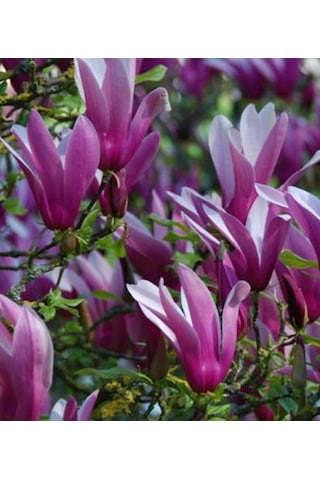 Manolya Yaprak Döken Manolya Tüplü 40-60cm Bulunan Fidan