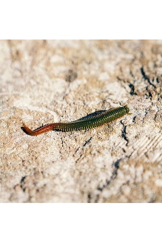 Berkley Gulp Saltwater Sandworm Kokulu Lrf Silikon Yem