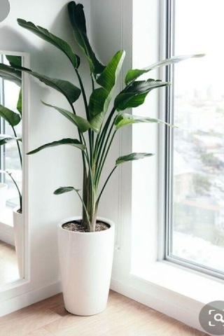 Strelitzia Starliçe 90-120 Cm Boyunda Tek Gövdeli Salon Bitkisi İç Mekan Bitkisi