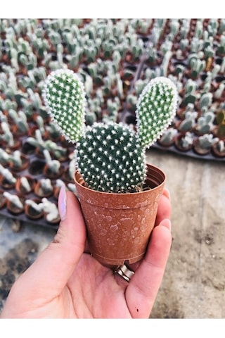 Opuntia Microdaisys Albata Beyaz Tavşan Kulağı Kaktüs