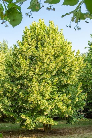 Ihlamur Ağacı Fidanı 50-100 Cm Tilia Tomentosa 2-3 Yaş