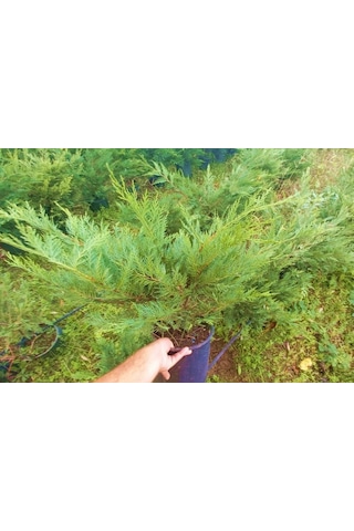 Yayılıcı Leylandi Cupressocyparis Leylandii Horizantelis 40-60 Cm 10 Adet
