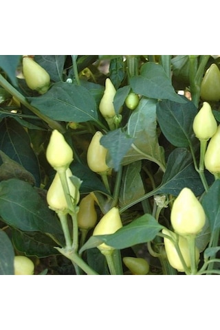 Ata Tohumu Tombul Turşuluk Acı Süs Biberi Tohumu 70 Tohum