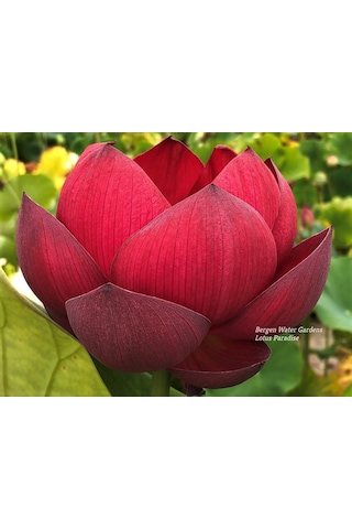 1 Adet Kırmızı Lotus Çiçeği Tohumu Tropikal Nilüfer Çiçeği Tohum