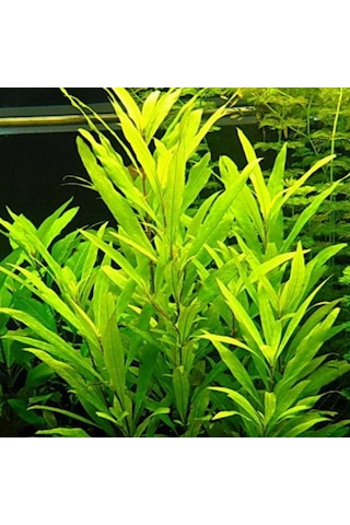 Hygrophilla Lacustris Kolay Akvaryum Arka Plan Bitkisi 5 Dal