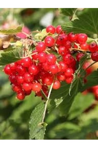 10 Adet Tohum Nadir Bulunan Gileboru Gilaboru Girebolu Bitki Tohu